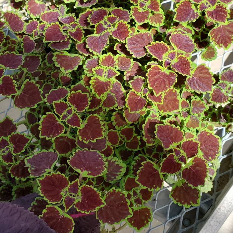 Plant image Solenostemon scutellarioides 'Kakegawa Ce10' (Stained Glassworks Series) syn. Solenostemon scutellarioides 'Burgundy Wedding Train'