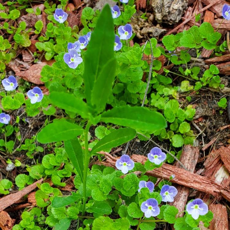 plant image 1594601 plant image 1594601