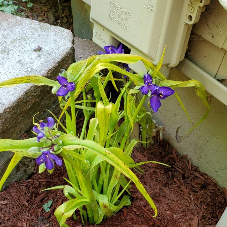 plant image 1594605 plant image 1594605