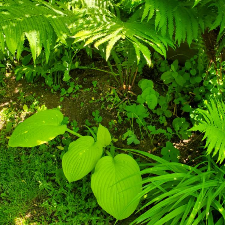 plant image 1594701 plant image 1594701