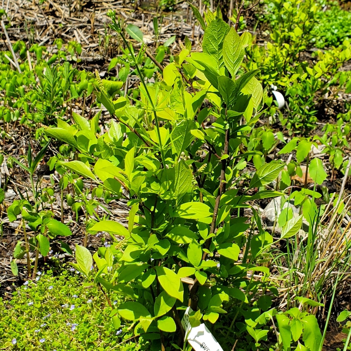 plant image 1594704 plant image 1594704