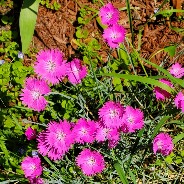 Plant image Dianthus 'Kahori'