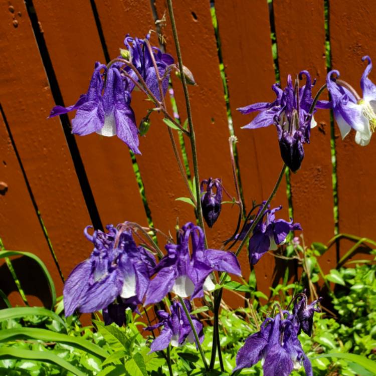 plant image 1594960 plant image 1594960