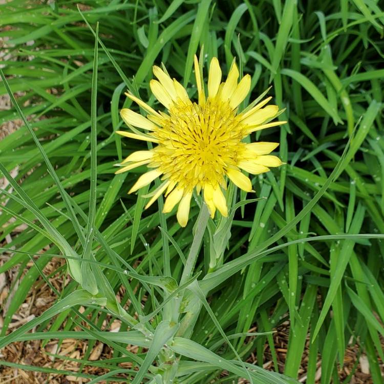 plant image 1595373 plant image 1595373
