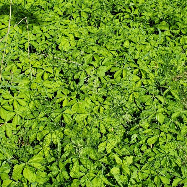 plant image 1596151