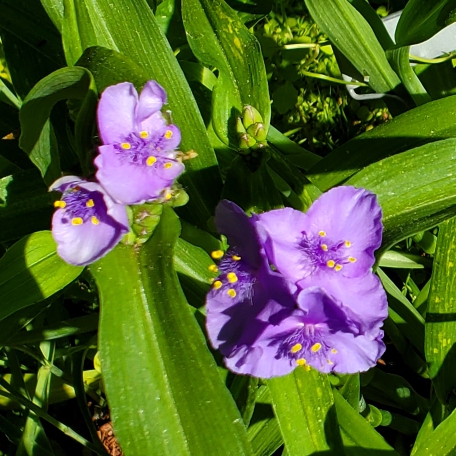 plant image 1596326 plant image 1596326