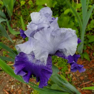 Iris x germanica