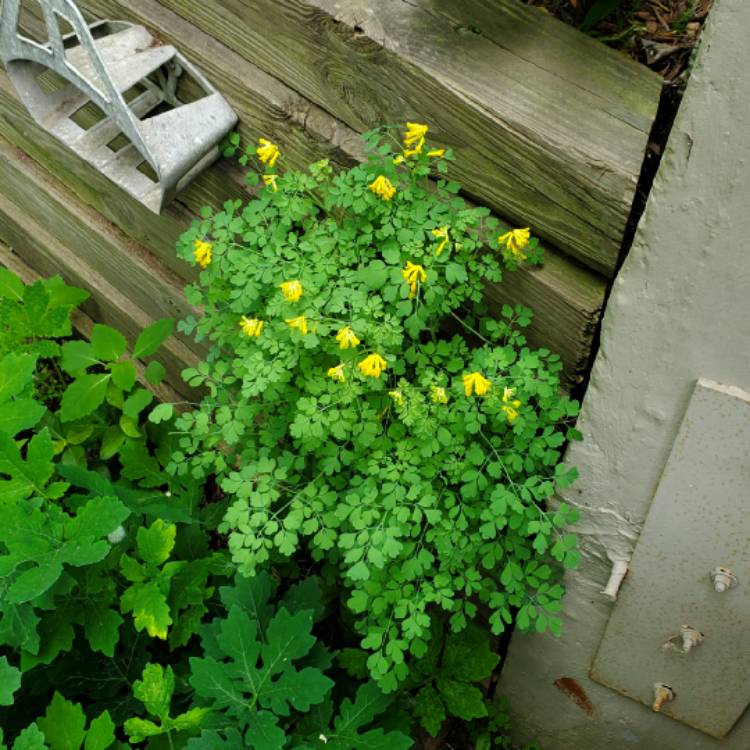plant image 1596511