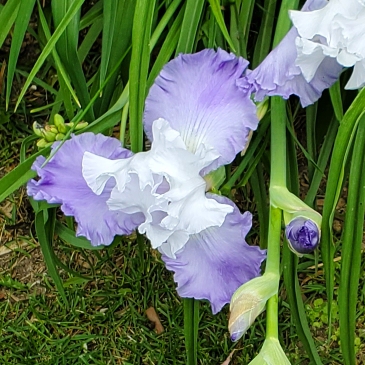 plant image 1596514 plant image 1596514