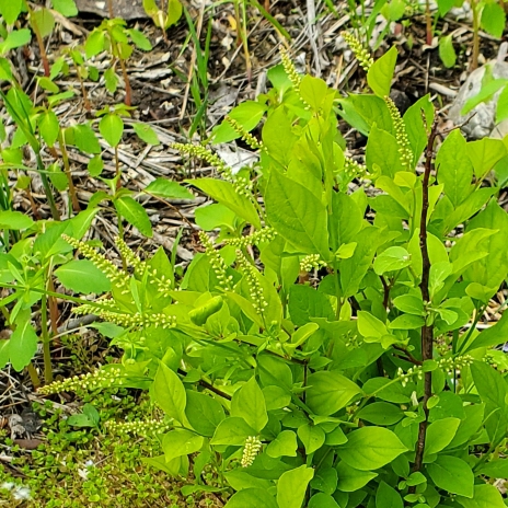 plant image 1596515 plant image 1596515