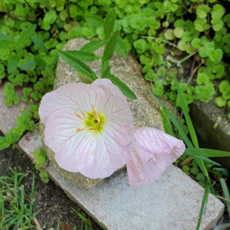 plant image 1598994 plant image 1598994