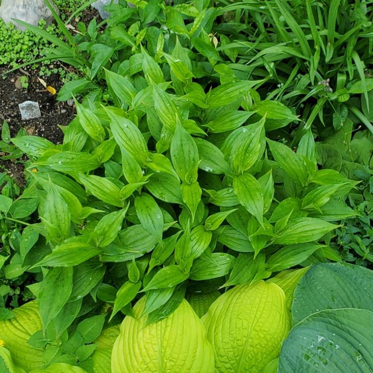 plant image 1599103 plant image 1599103