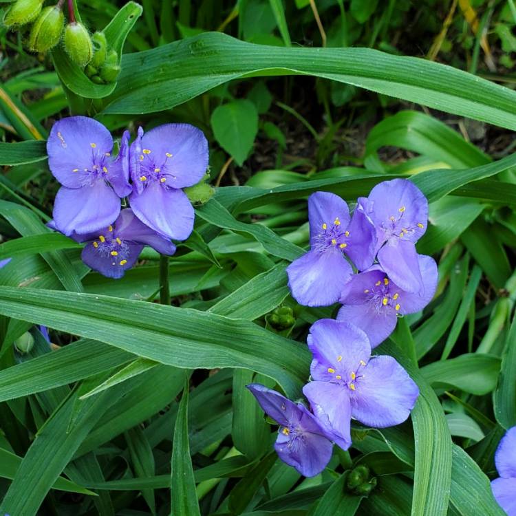 plant image 1601625