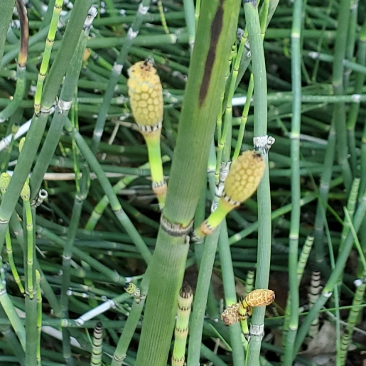 plant image 1601691 plant image 1601691