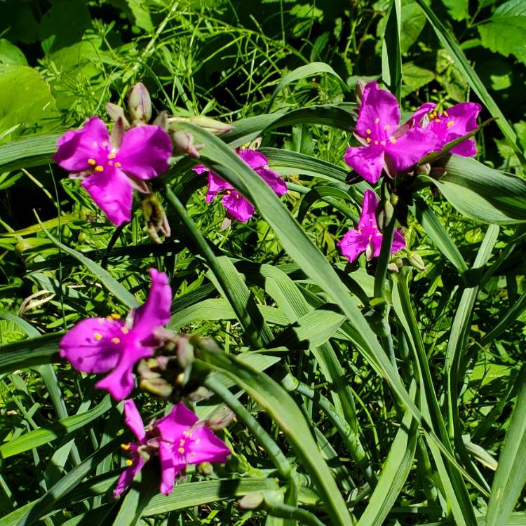 plant image 1601700 plant image 1601700