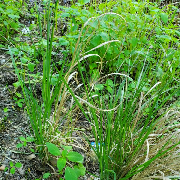 plant image 1601701