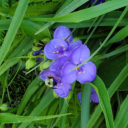 plant image 1601705 plant image 1601705