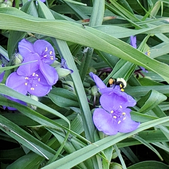 Plant image Tradescantia 'Outdoor plants'