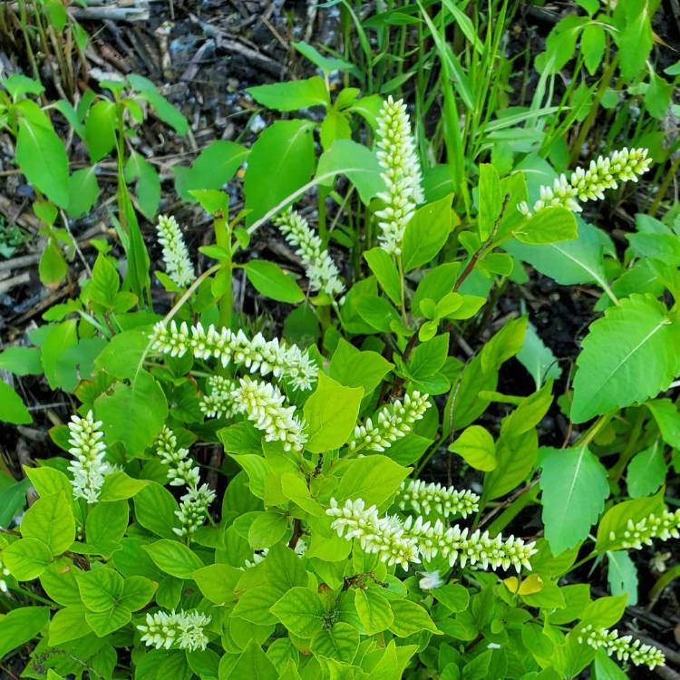 plant image 1602073 plant image 1602073
