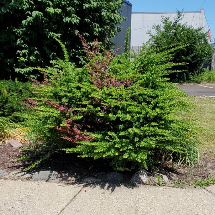plant image 1603386