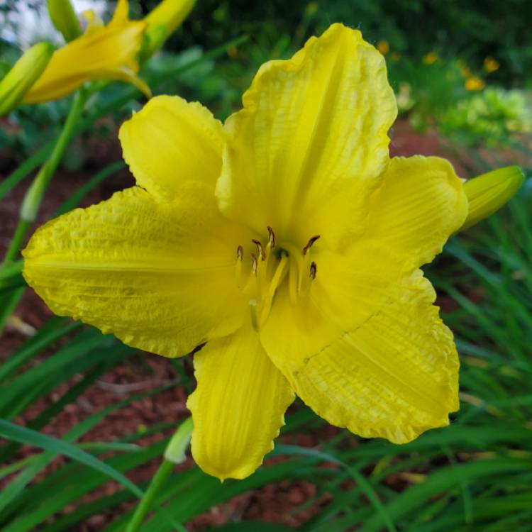 plant image 1604338 plant image 1604338