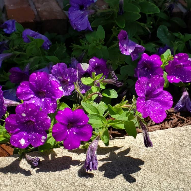 Plant image Petunia 'Starry Night'