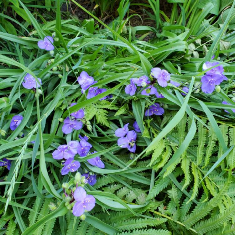 Plant image Tradescantia  'Houseplants'