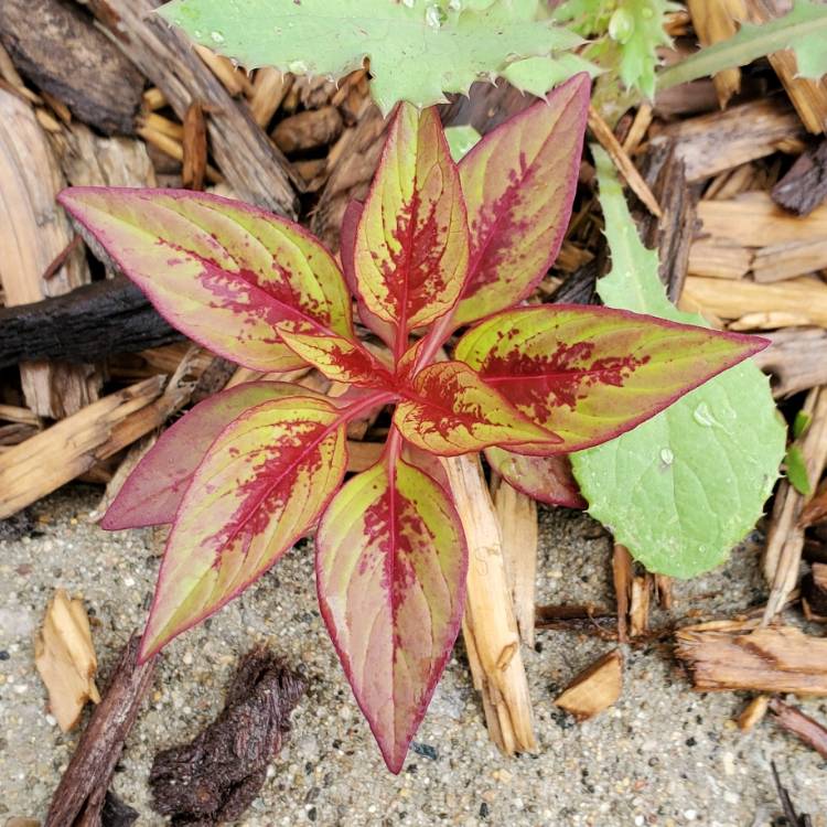 plant image 1607457