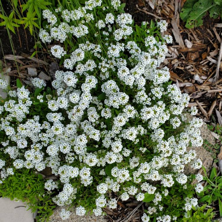 Plant image Lobularia maritima 'Dlobu21' syn. Lobularia maritima 'White Stream'