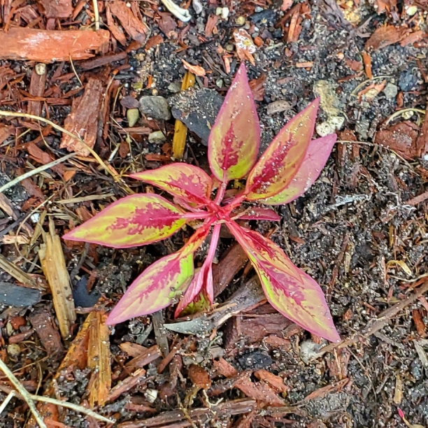 plant image 1608497
