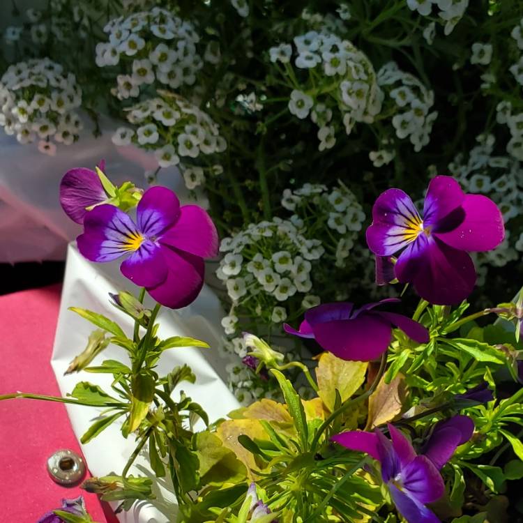 plant image 1608557