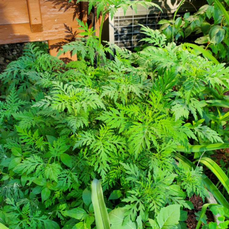 Plant image Ambrosia artemisiifolia