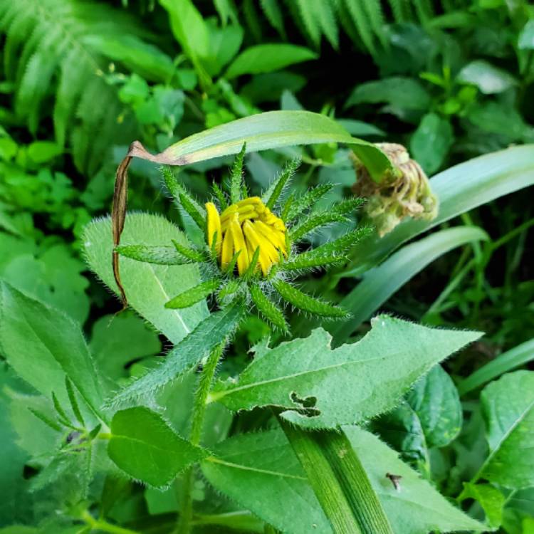 plant image 1608607 plant image 1608607