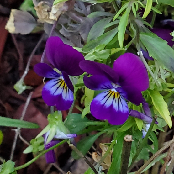 Plant image Viola Cornuta