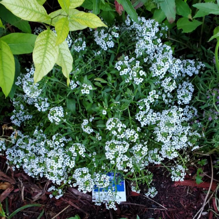 plant image 1608613