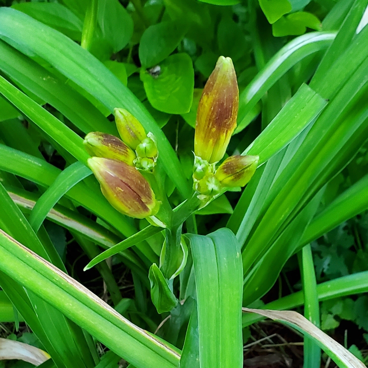 plant image 1608783