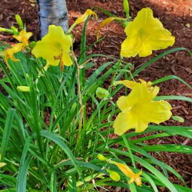Hemerocallis 'Happy Returns'