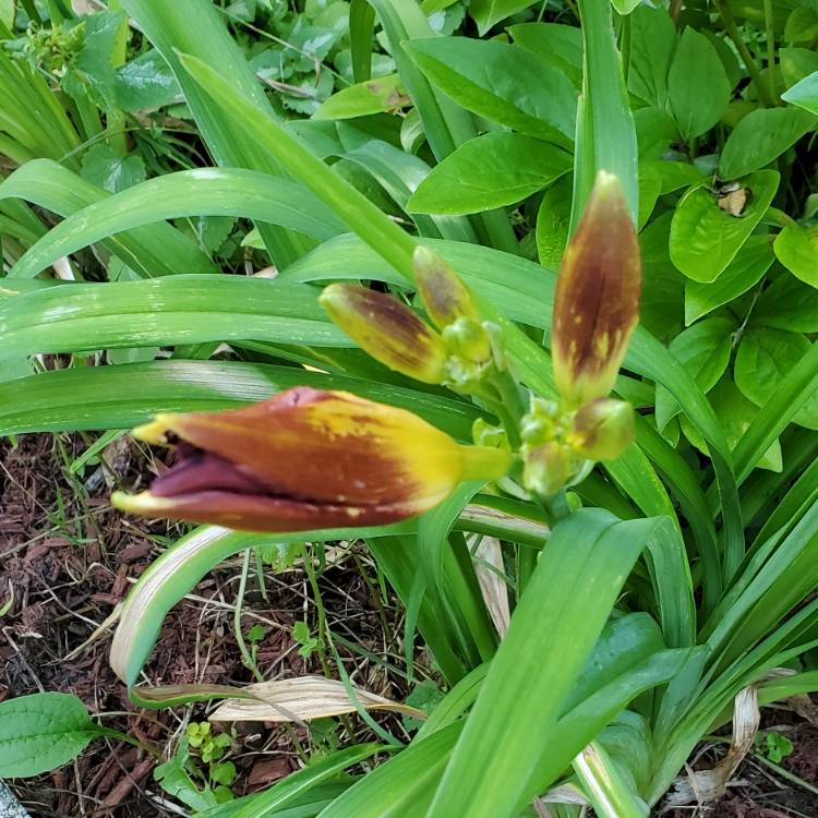 plant image 1609227 plant image 1609227