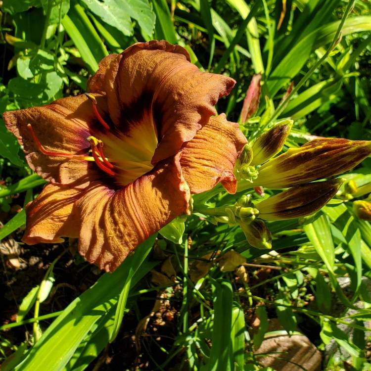 plant image 1609417 plant image 1609417