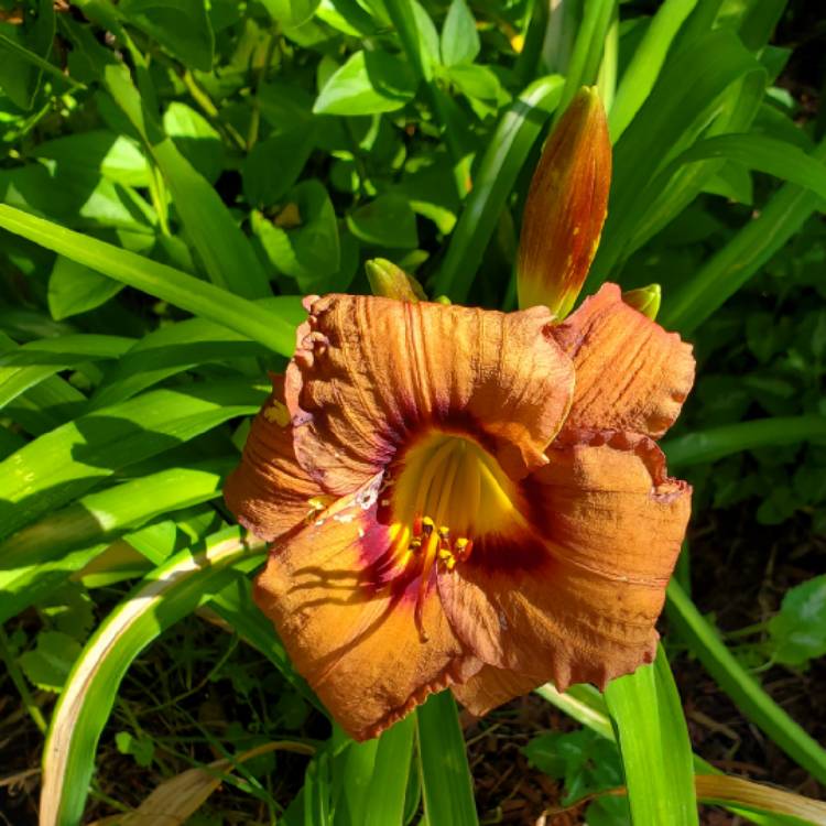 plant image 1609634