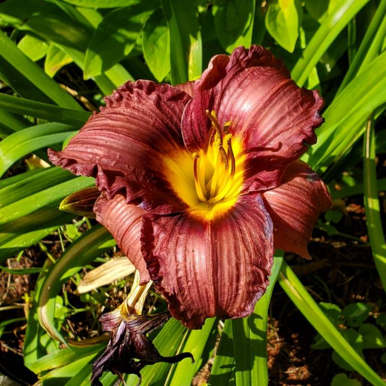 plant image 1610024 plant image 1610024