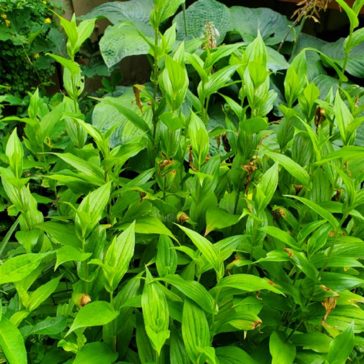 plant image 1610410 plant image 1610410