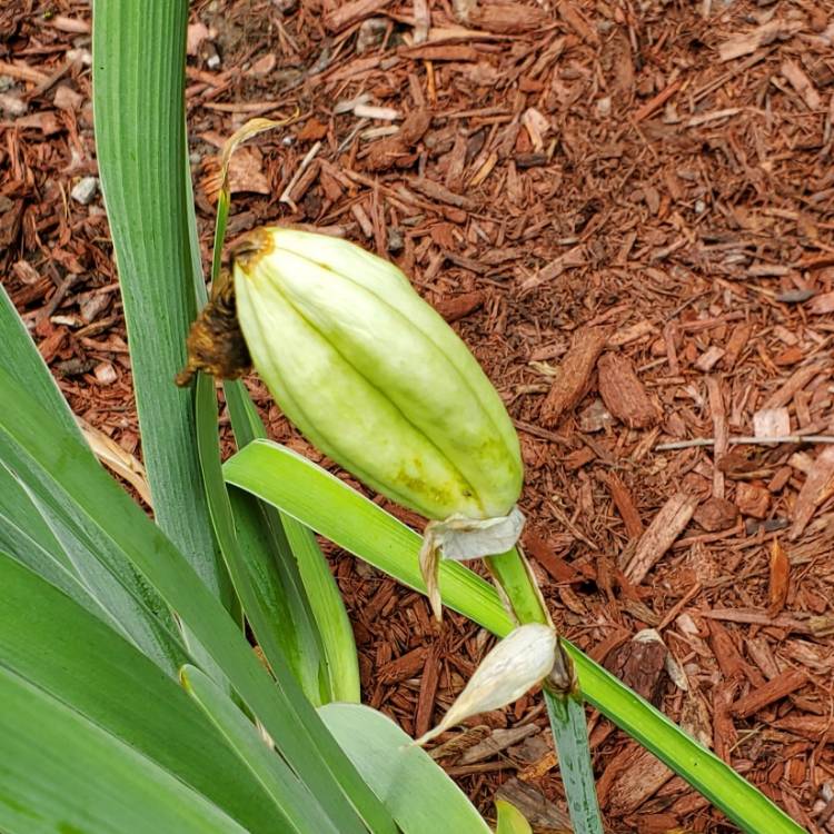 plant image 1610814 plant image 1610814