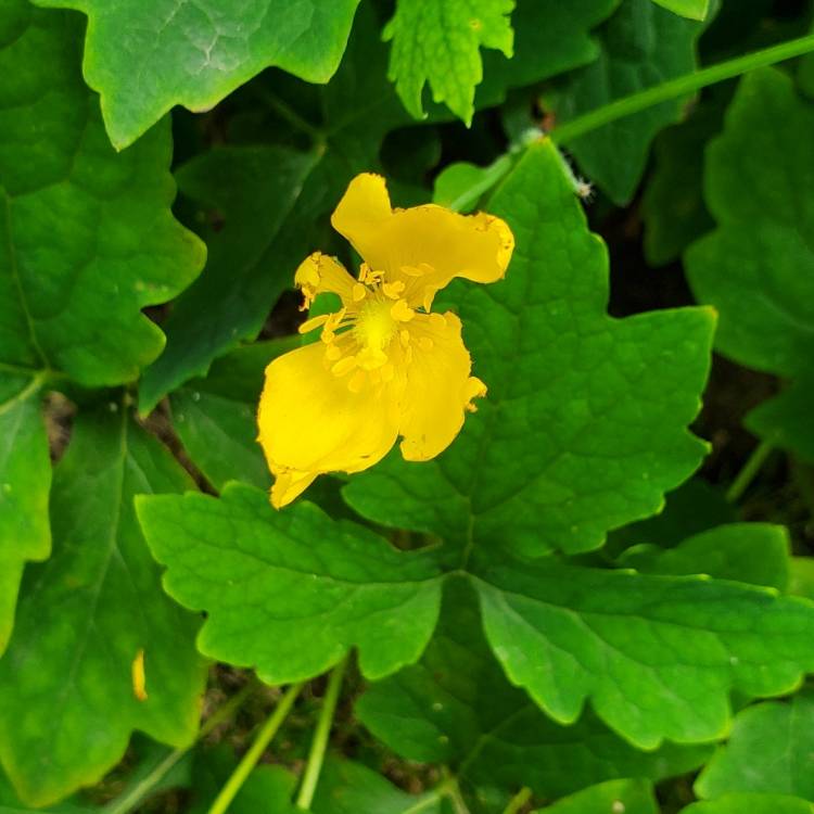 plant image 1611808 plant image 1611808