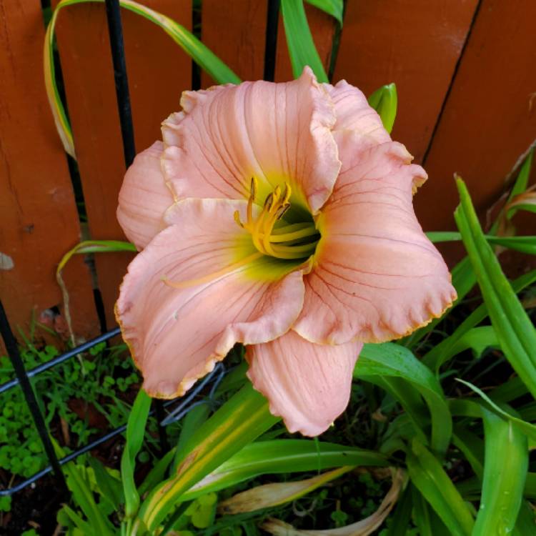 plant image 1612449 plant image 1612449