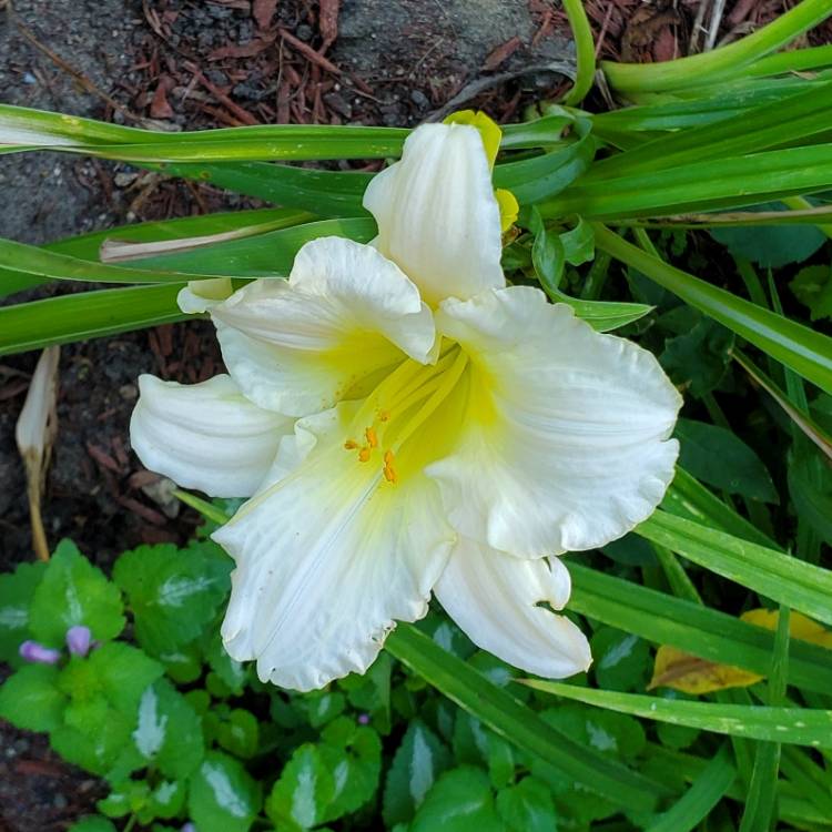 plant image 1612652 plant image 1612652