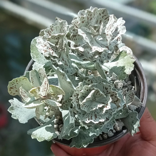 Plant image Kalanchoe rhombopilosa var. rhombopilosa