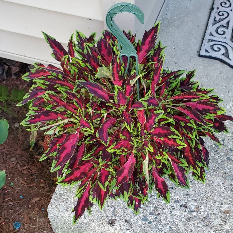 plant image 1612656 plant image 1612656