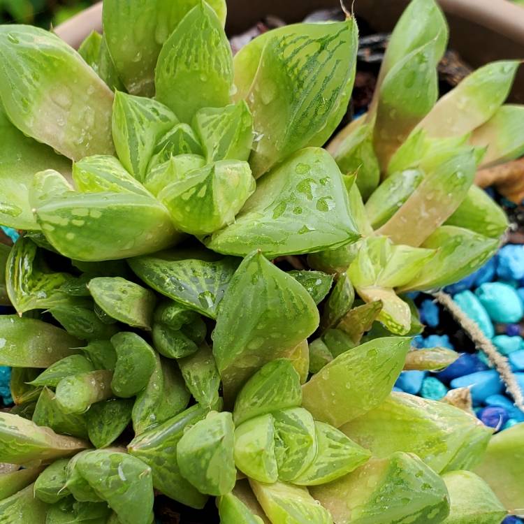 Plant image Haworthia Cymbiformis