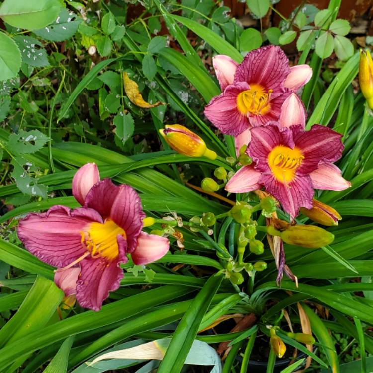 plant image 1614017